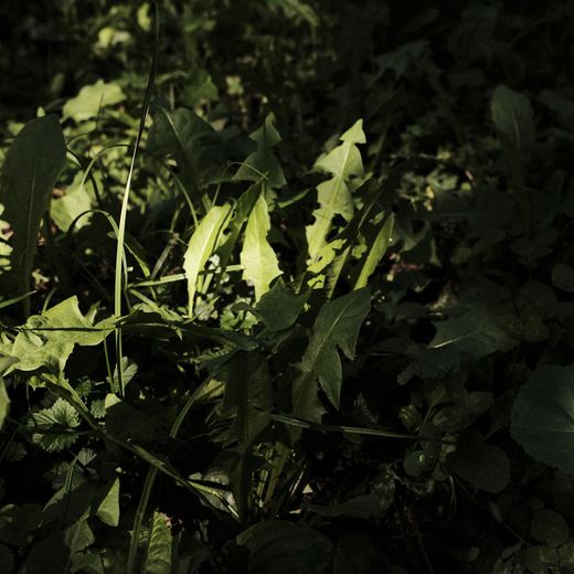 Dark green leaves in low light