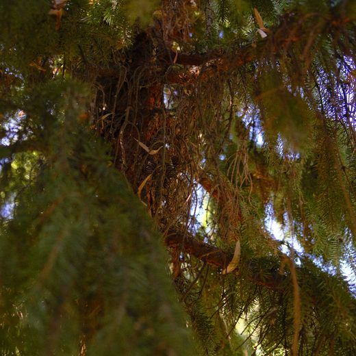 Looking up into the branches of a conifer