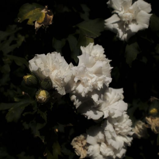 White flowers against a dark ground
