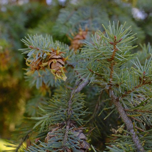 Blue-green spruce needles, and a small cone
