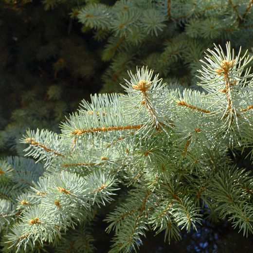 Blue spruce branches