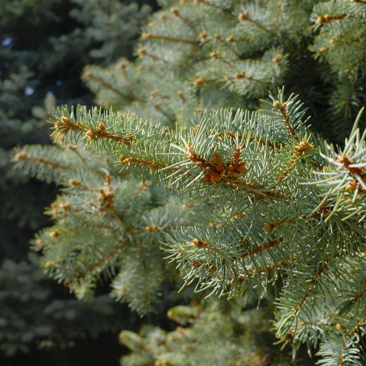 Spruce branches, their tips turning brown