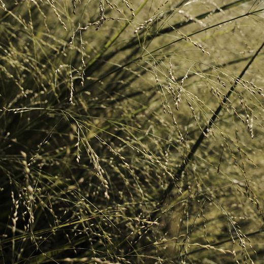 Tall grass going to seed