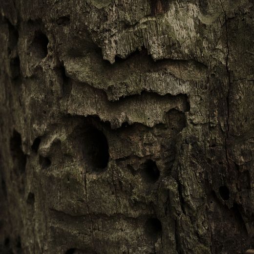 Bark full of holes, close up