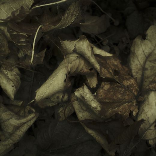 Fallen leaves in shadow