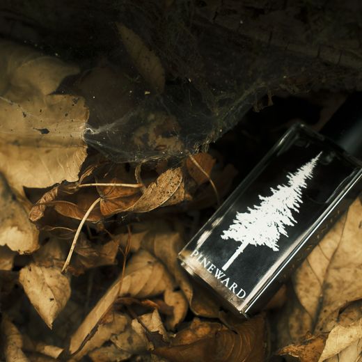 A Pineward bottle, a white fir on its label, among dry leaves