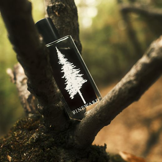 A Pineward bottle in the fork of a branch